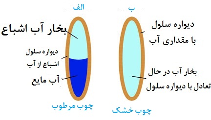 محل-آب-در-چوب