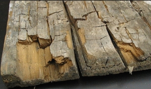 dry-rot-wood - چرا خرید چوب تَر به صرفه نیست