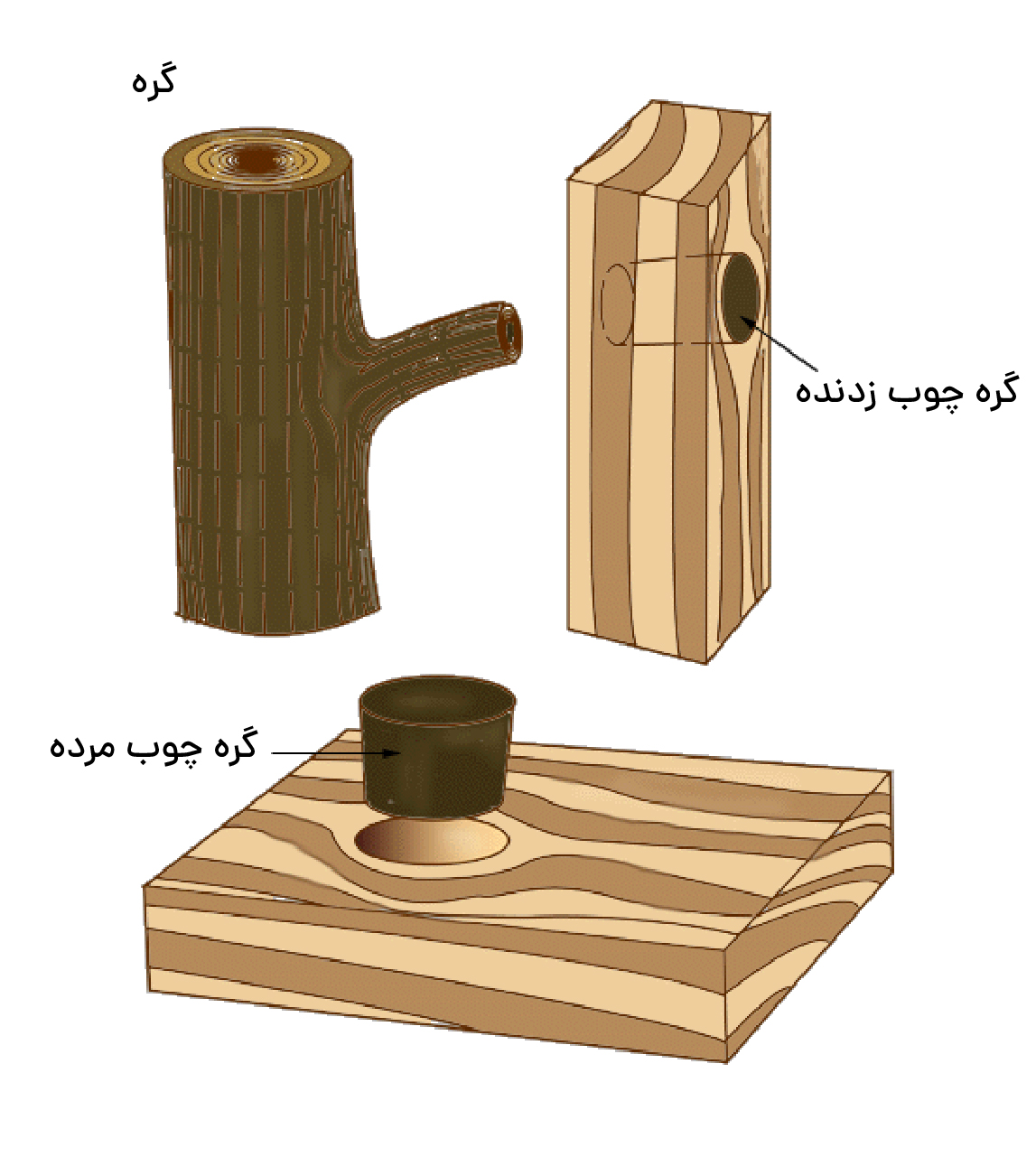 گره چوب زنده و مرده در اصطلاحات تخصصی چوب