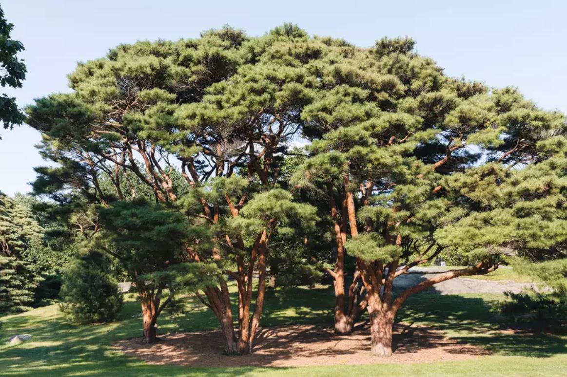 10 گونه درخت کاج که می‌توانید پرورش دهید