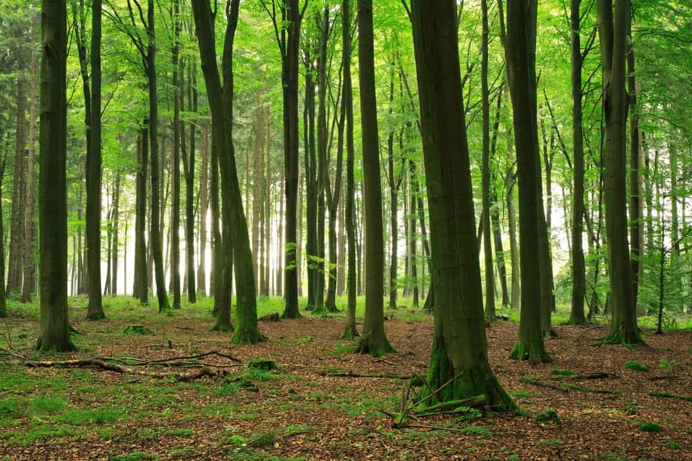 Beech Tree Wood