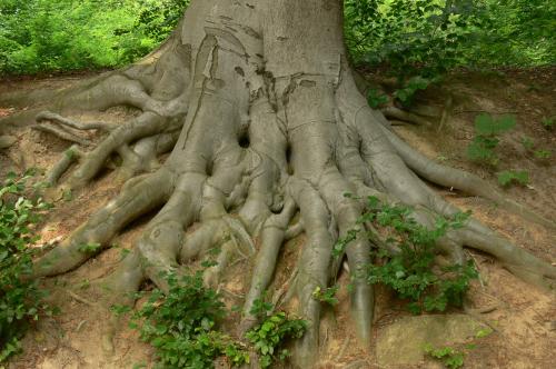 The beech – Beneficiary of close to nature forestry